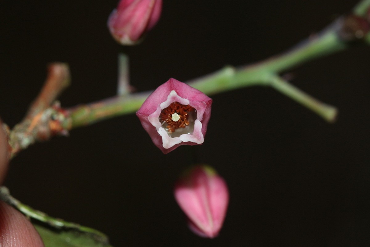 Vaccinium symplocifolium (D.Don ex G.Don) Alston